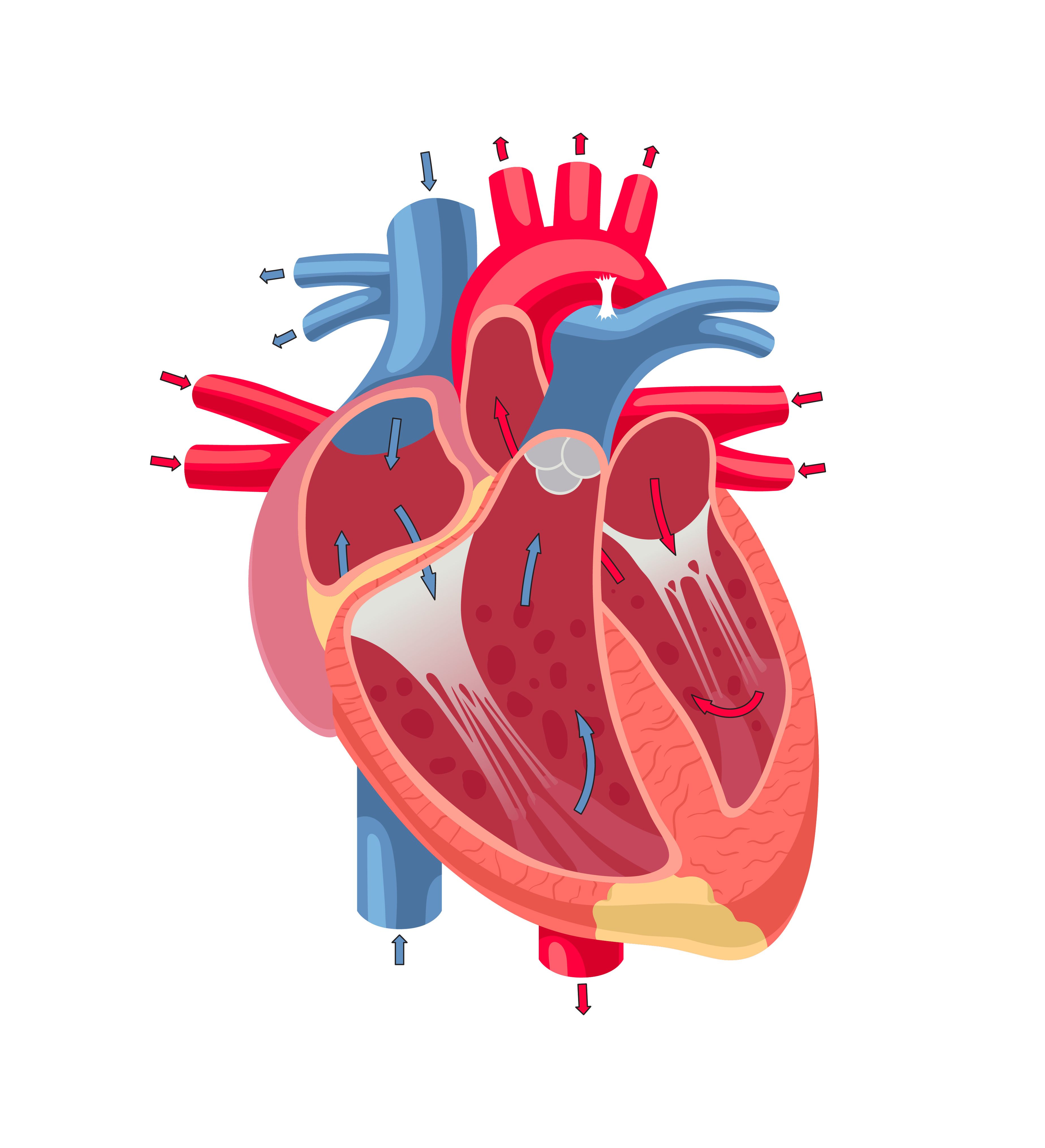 Chambers of the heart | Image credit: melazerg – stock.adobe.com