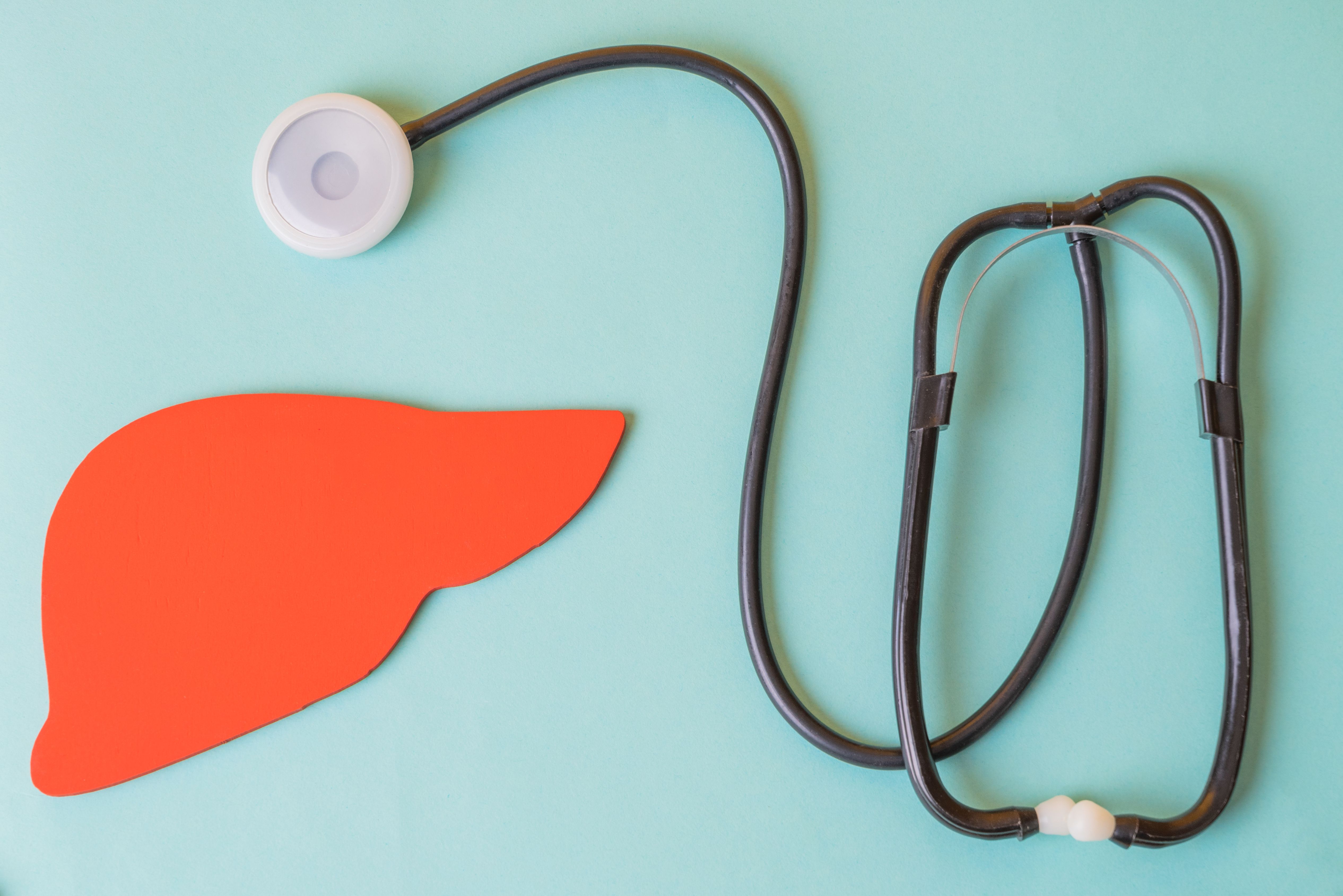 Paper liver with a stethoscope | Image credit: filins - stock.adobe.com