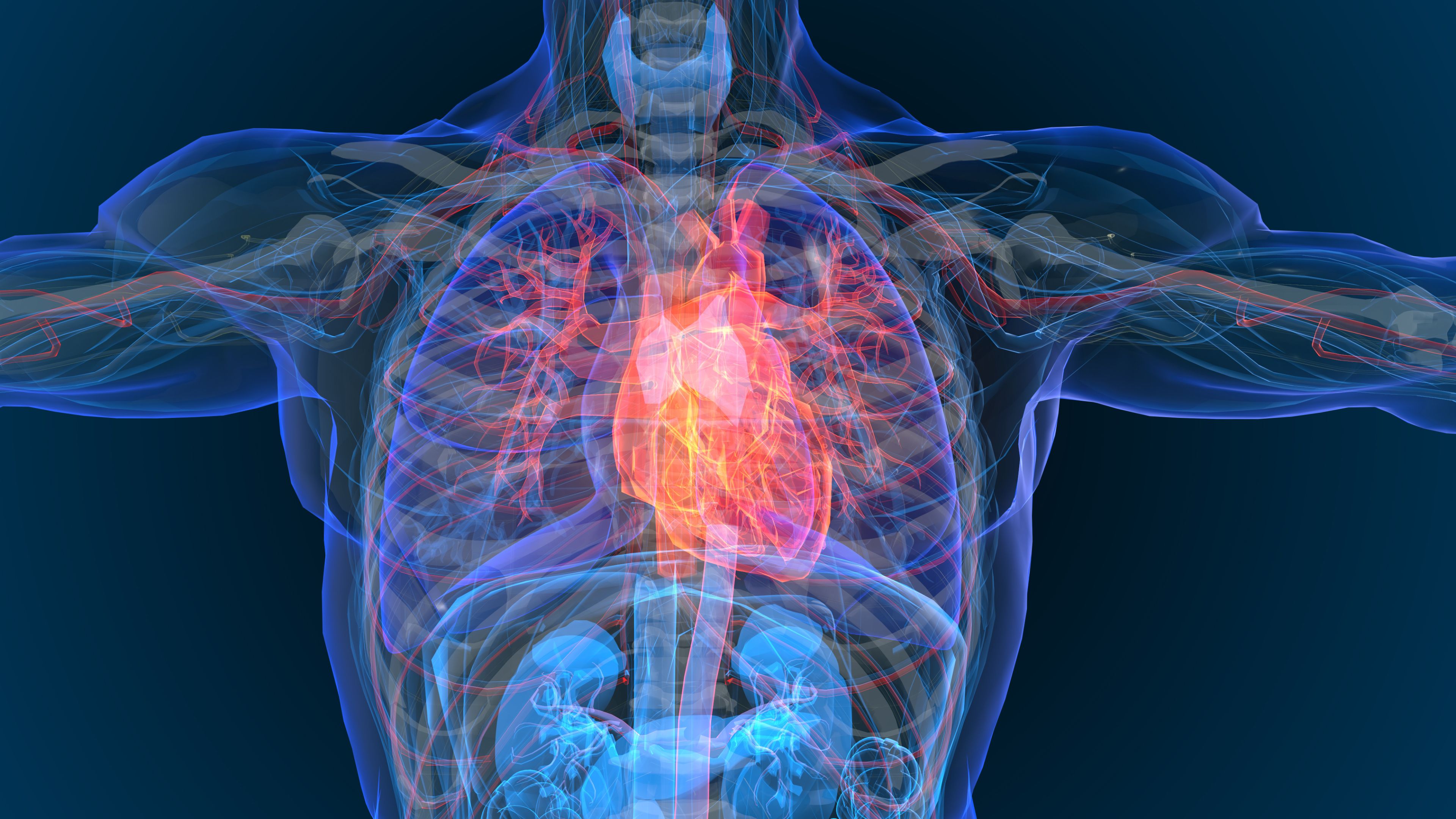 Heart | Image credit: appledesign - stock.adobe.com