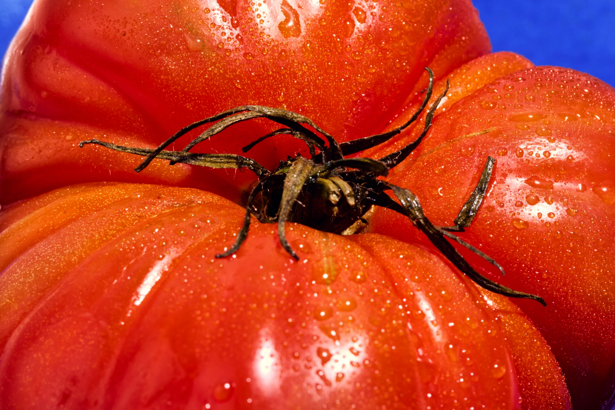 Close up of tomato